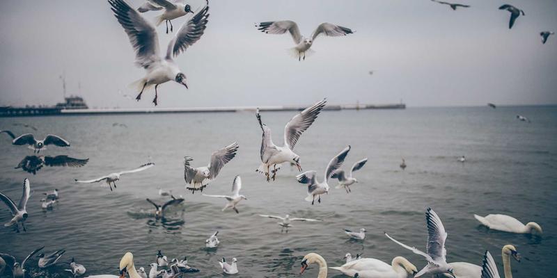 大连新闻聚焦：软件与信息技术服务业如何从外包基地迈向自主创新高地